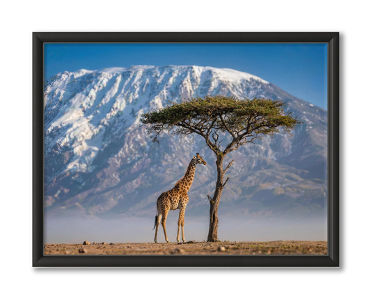 Giraffe Wildlife Wanddecoratie Tanzania