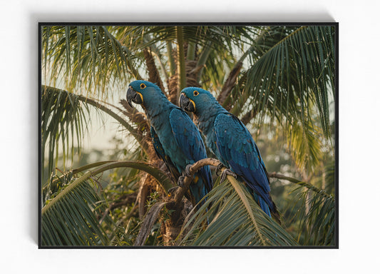 Hyacinth Macaw Papegaai Wildlife Ingelijste Poster Cadeau