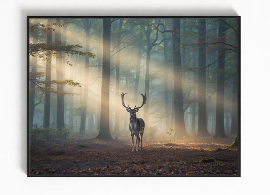 Damhert Veluwe Wanddecoratie - Natuur Poster Nederland Dieren