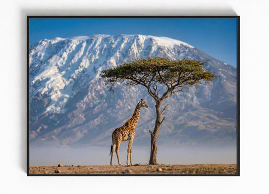Giraffe Wildlife Ingelijste Poster Tanzania